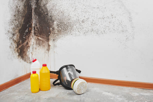 Best Attic Mold Removal  in Clintondale, NY
