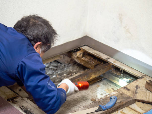 Best Black Mold Removal  in Clintondale, NY