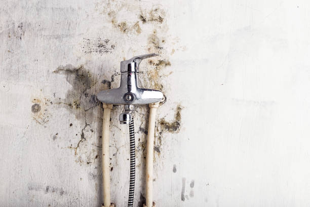Best Mold Removal Company Near Me  in Clintondale, NY