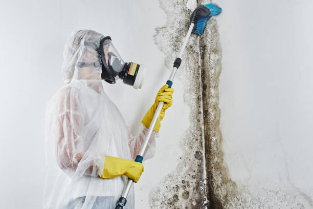 Best Commercial Mold Removal  in Clintondale, NY