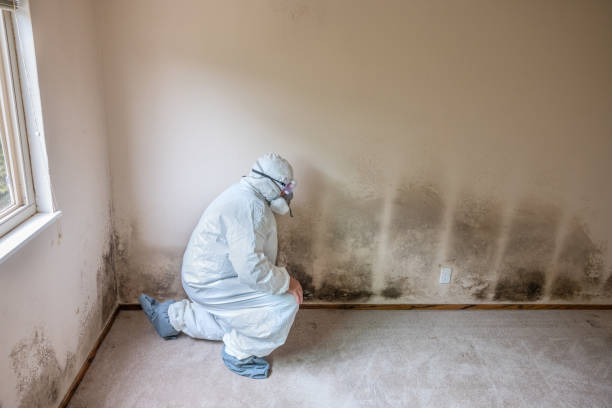Office Mold Removal Services in Clintondale, NY