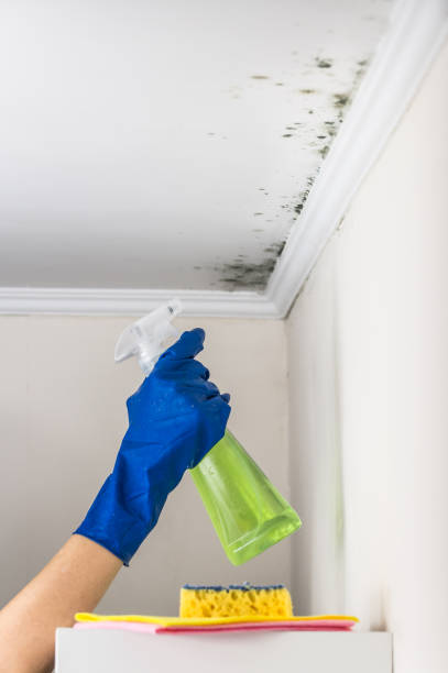 Best Mold Damage Repair  in Clintondale, NY