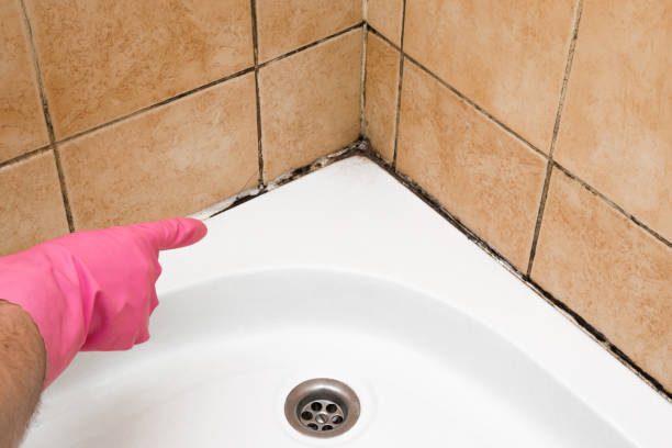 Best Professional Mold Removal  in Clintondale, NY